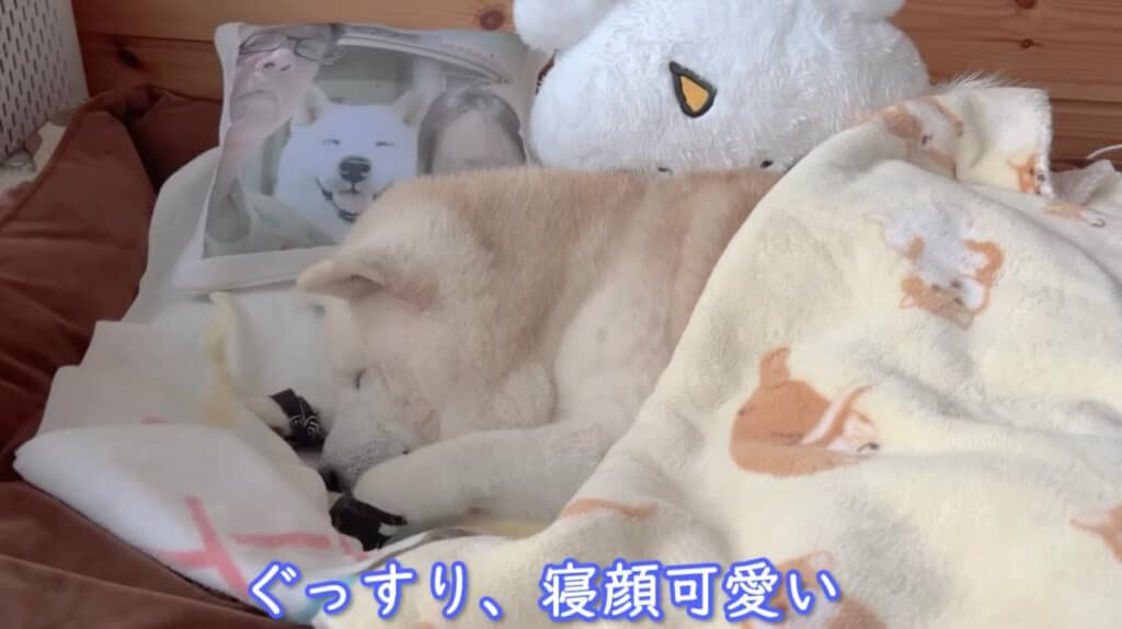 早めの消灯でいい子に寝てくれたあいちゃん