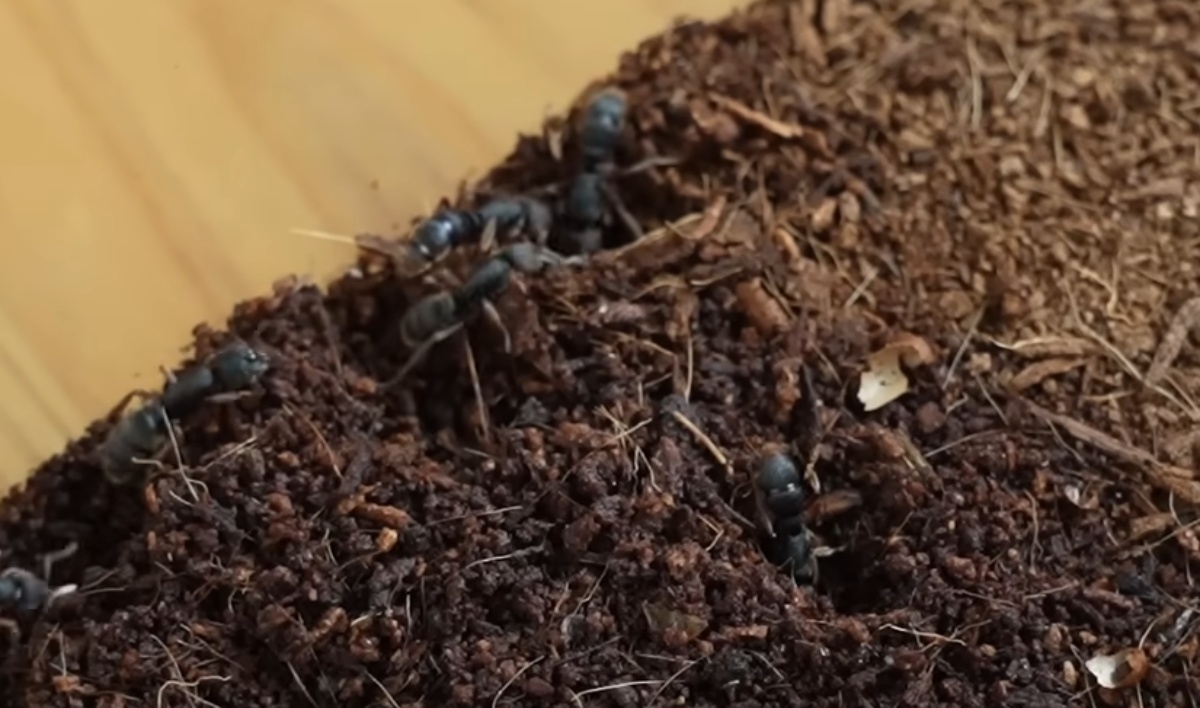 家で大量のアリを育てて9年後→「すごい！」「かわいい」「嬉しくなりますね」　思わず二度見の光景が話題（1/3） | その他生き物 ねとらぼ