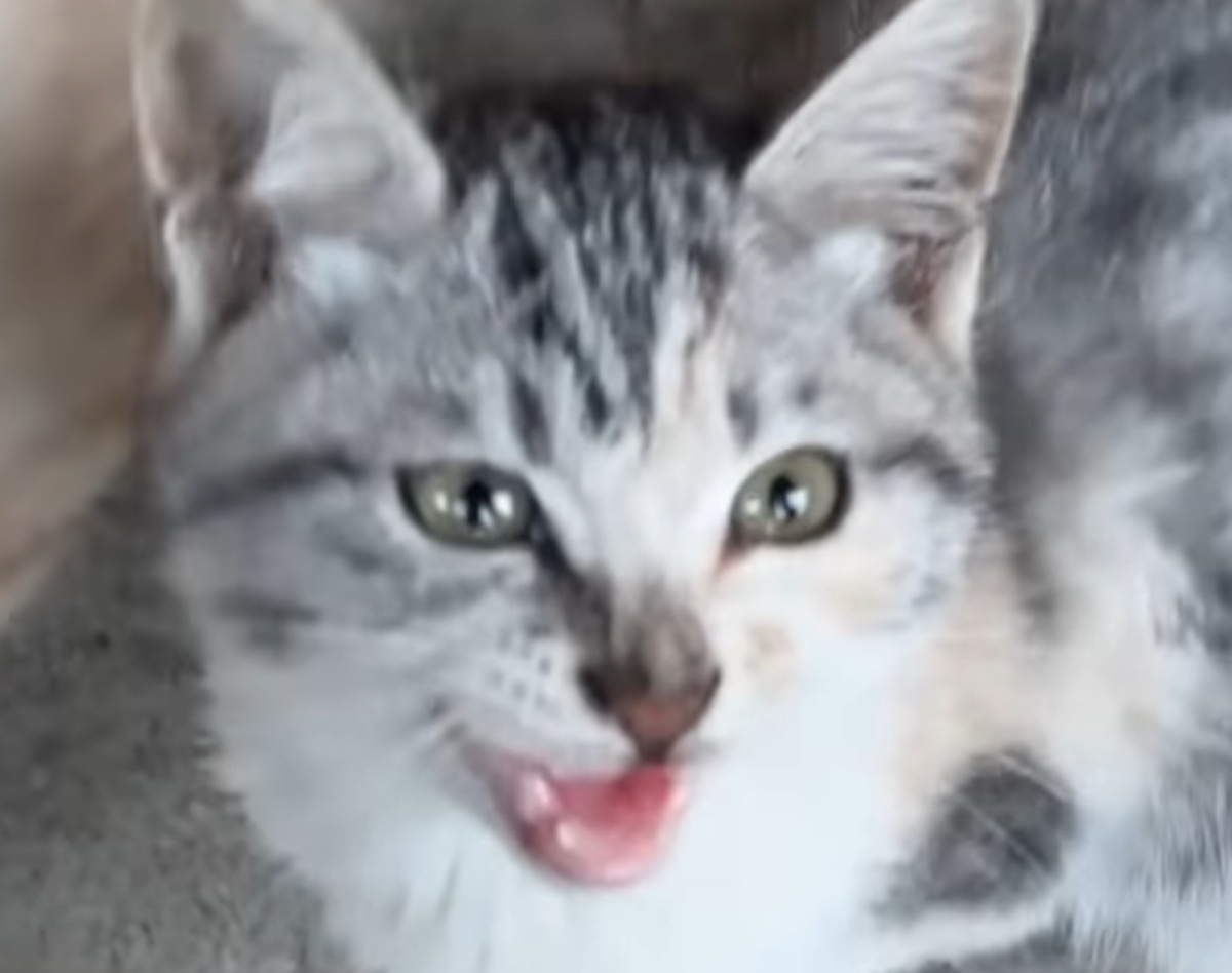 庭で育った11匹の子猫→新居に入れようとしたら“まさかのトラブル”で……「涙が出そう」「羨ましい」「夢が広がるなあ」（1/3） | 猫 ねとらぼ