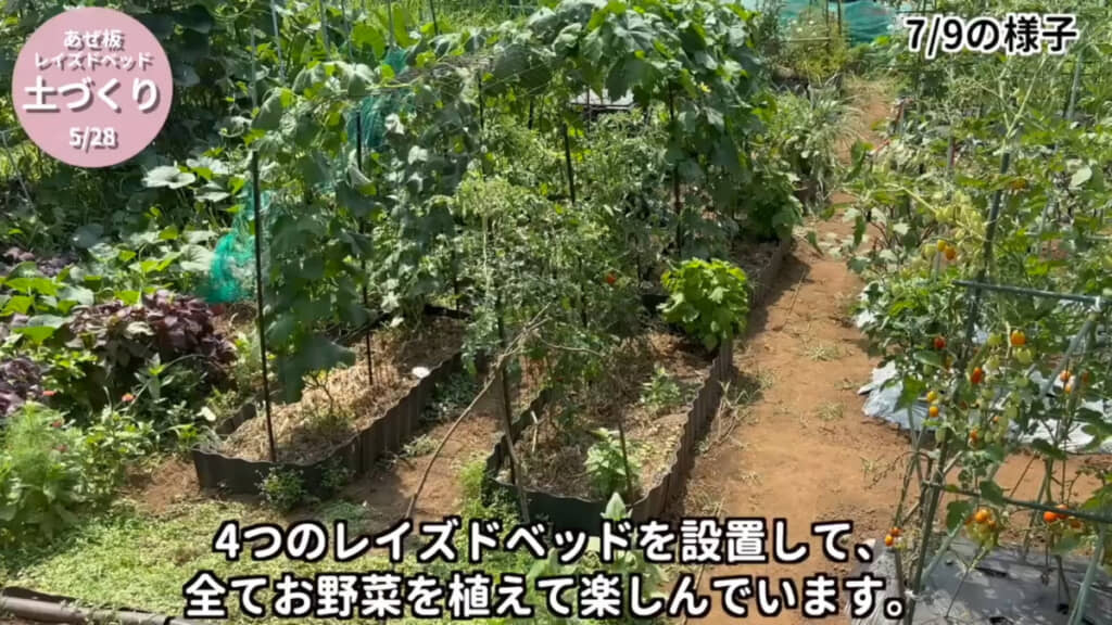 今回は試験的にレイズドベッド4つすべてに野菜を植えてみたそうです（動画は2025年夏の様子）