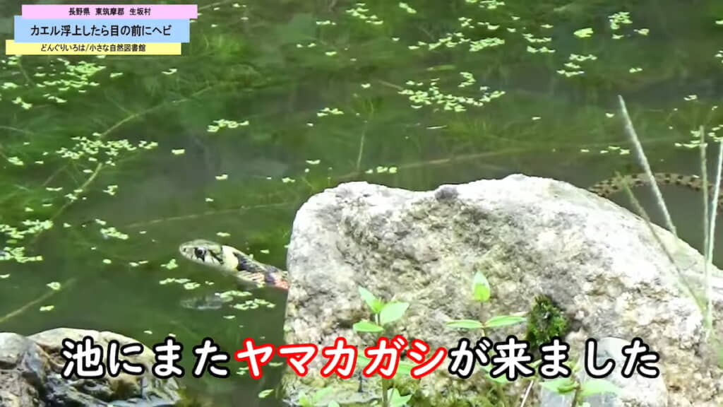 庭の池に現れたヤマカガシ
