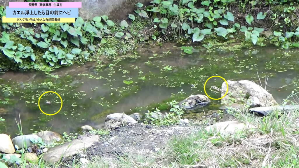 右の丸の位置にヤマカガシが、左の丸の位置にカエルがいる