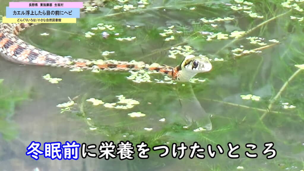 冬眠前に食べたい