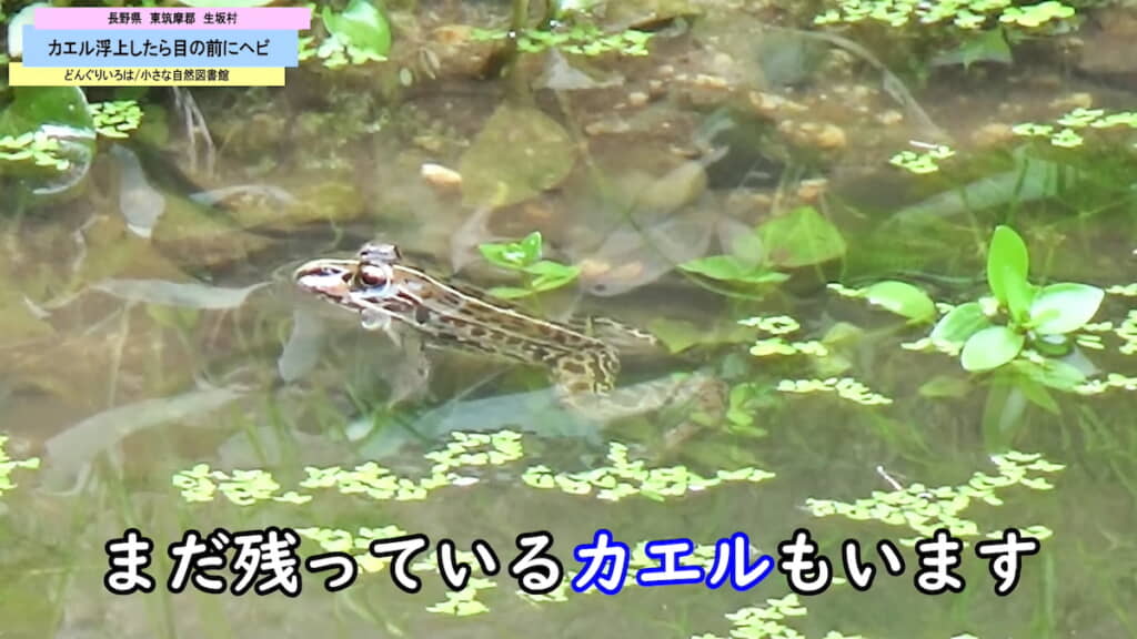 池に残っているカエルを発見