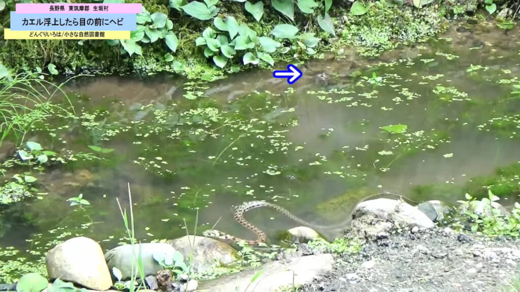 矢印のところにいるカエルの前方から回り込む