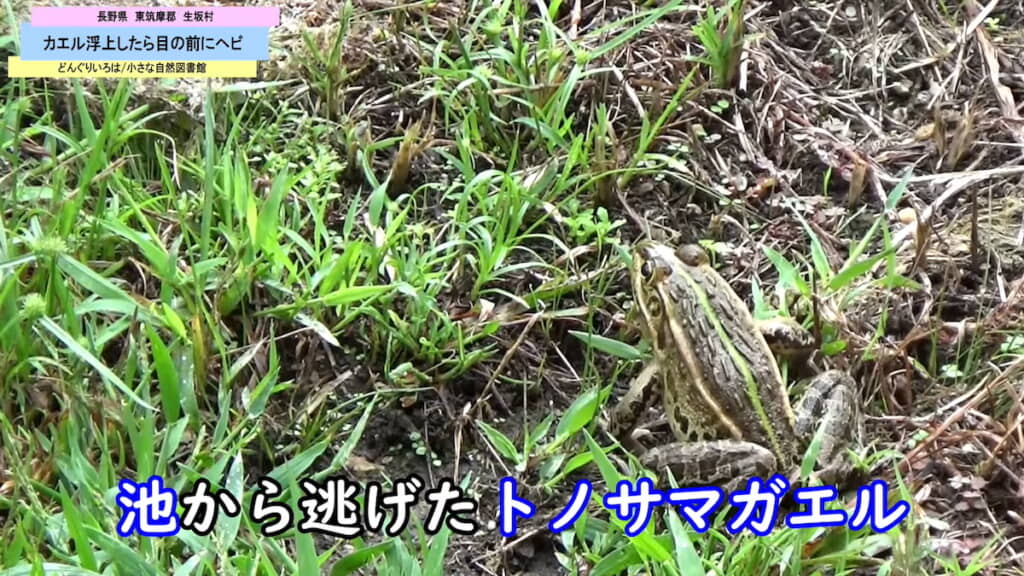 カメラの近くにいたカエル