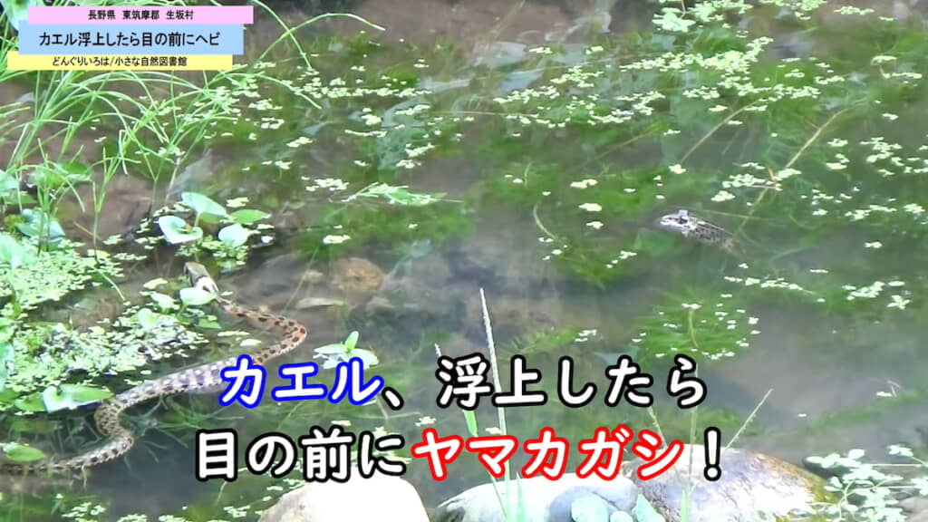 目の前のカエルに気づいていない……!?