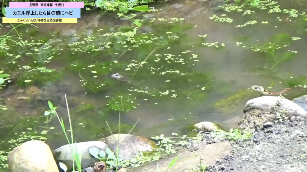 カエルの後方から接近するも……