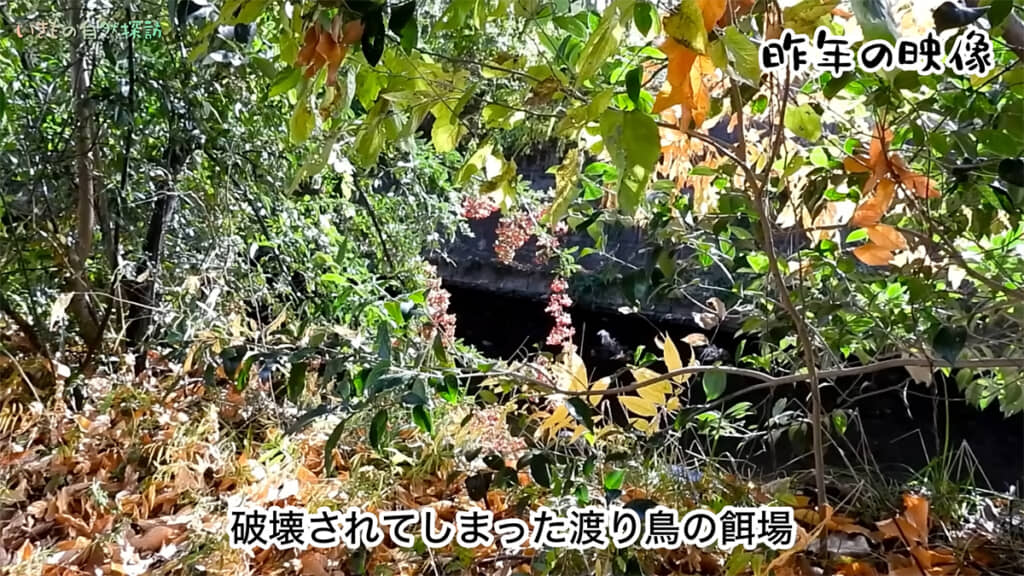 毎年やってくる渡り鳥の餌場がなくなってしまいました