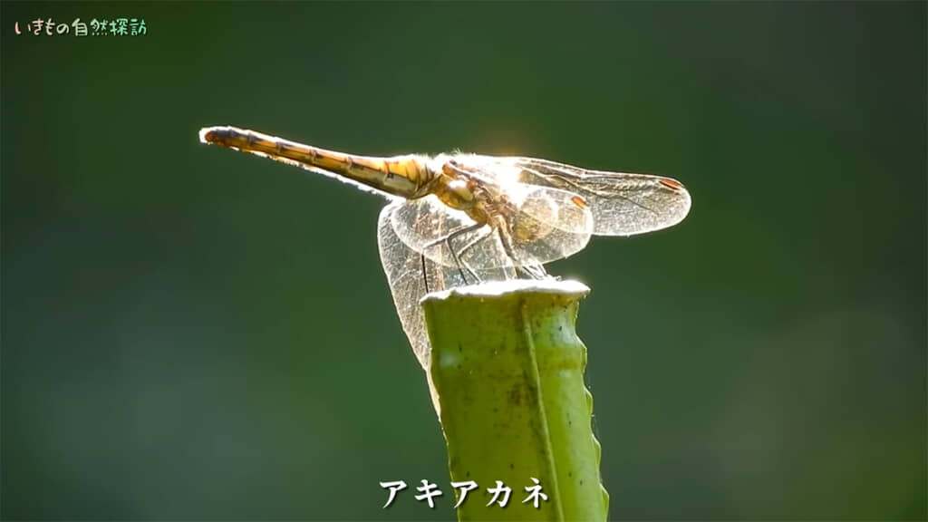 猛暑でもアキアカネは帰ってきてくれました