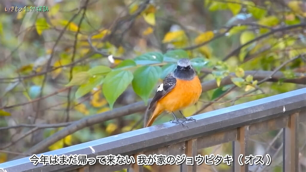 毎年やってくるジョウビタキのオス