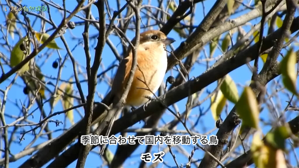モズは季節に合わせて国内を移動します