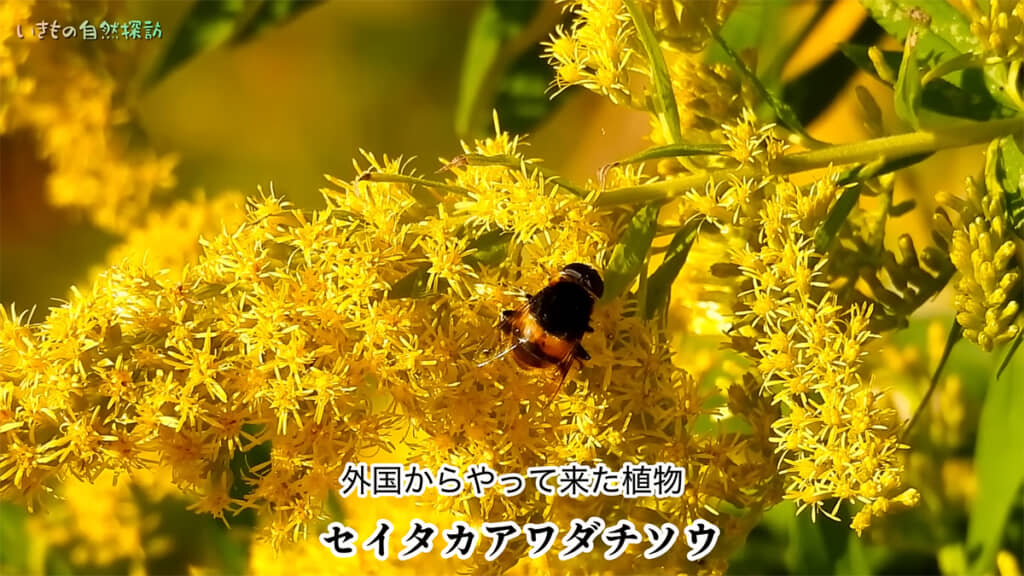 海外から来た動植物も少なくありません