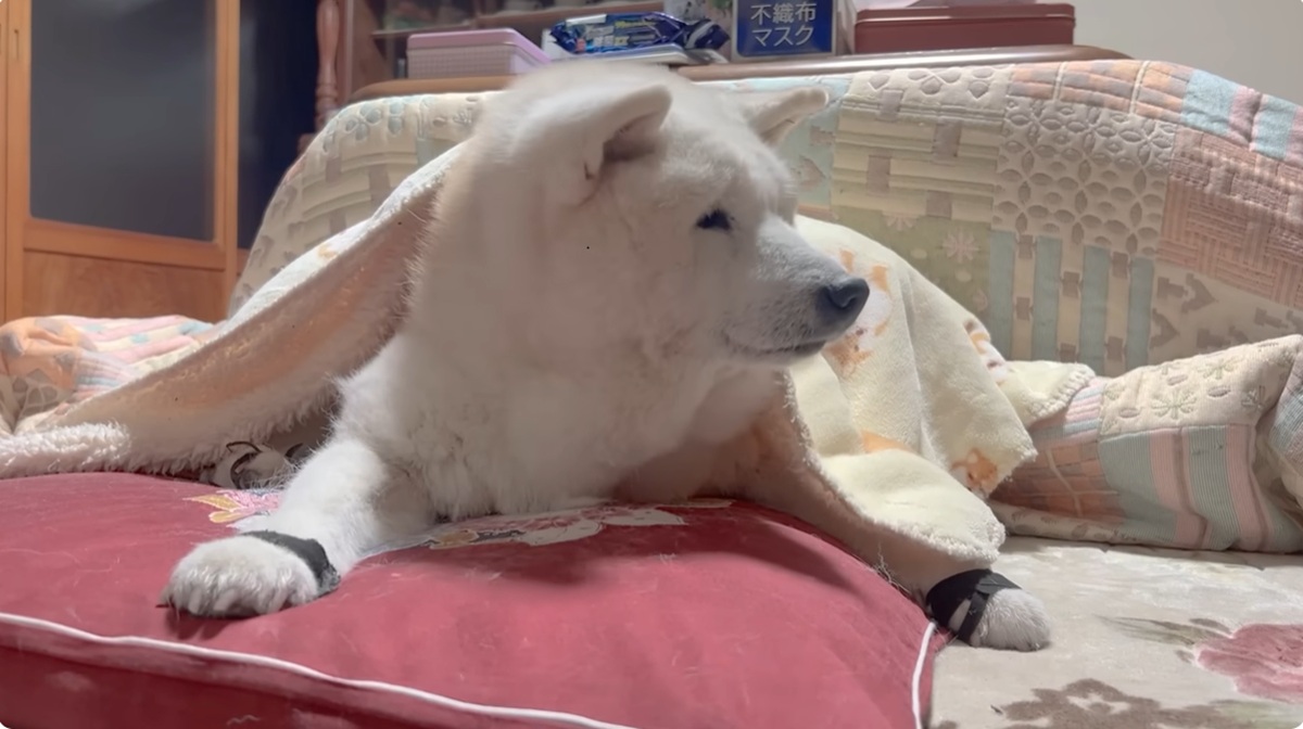 16歳柴犬、大好きなお母さんが寝込んでしまうと……　母を探す姿に心が洗われる「健気ですね」「ホントに素敵な家族」（1/3） | 犬 ねとらぼ