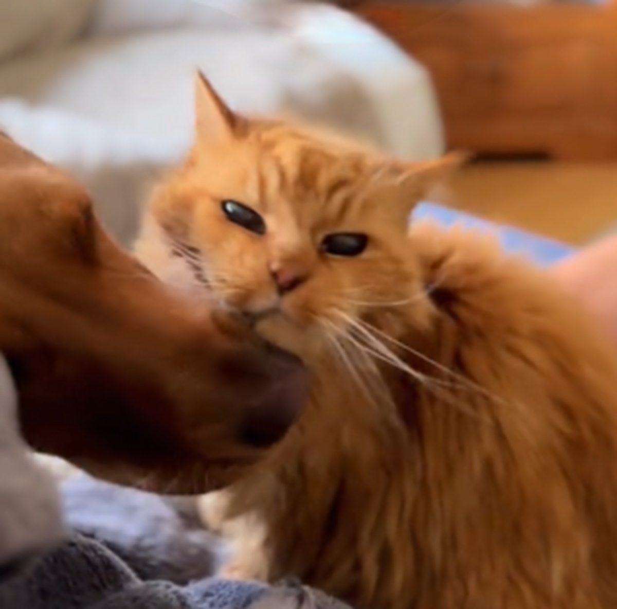 “毛づくろい”できない26歳の老猫、かわりにやってあげる犬の姿に「とてもかわいい」「異種の愛は貴重」【海外】 | 動物 ねとらぼ