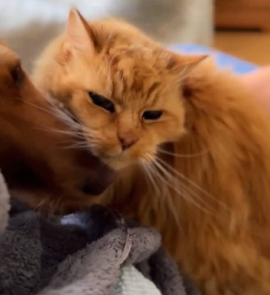 老猫の毛づくろいをする犬