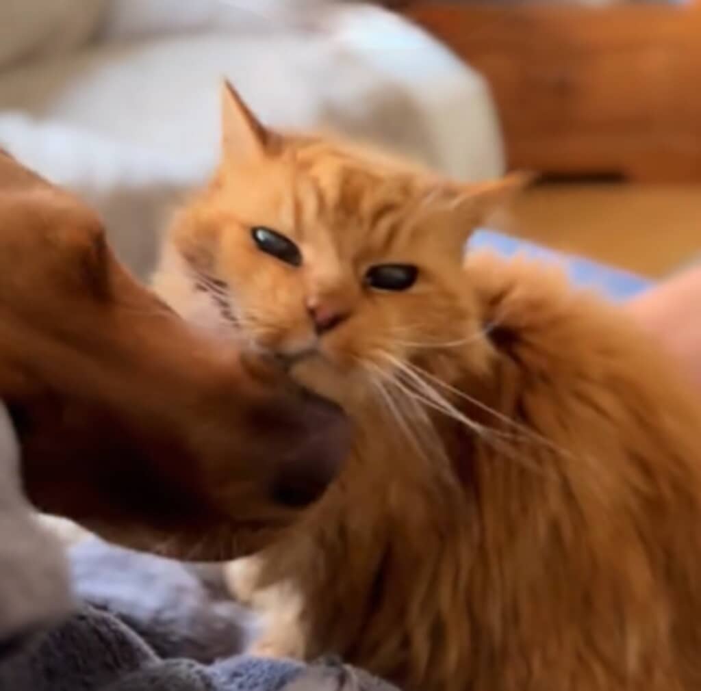 老猫の毛づくろいをする犬