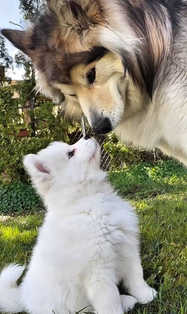 孤独だった大型犬に妹ができた
