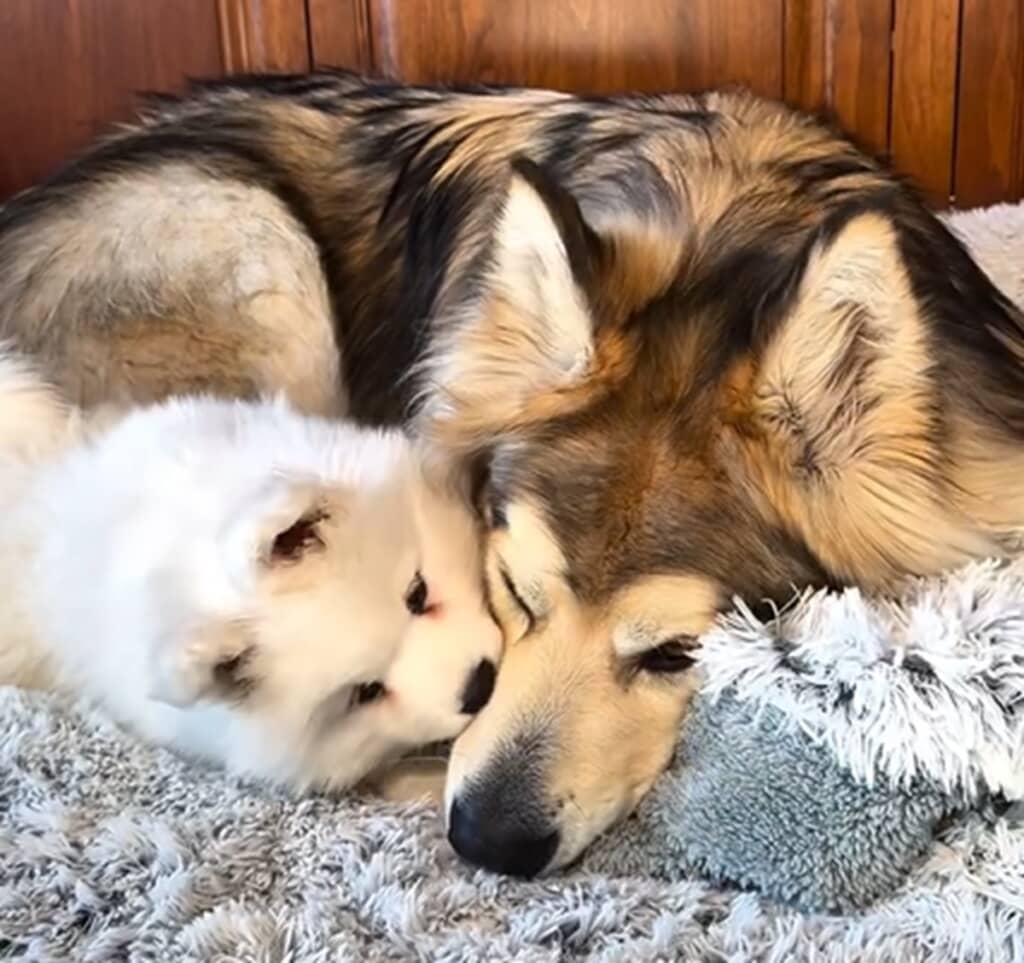 孤独だった大型犬に妹ができた