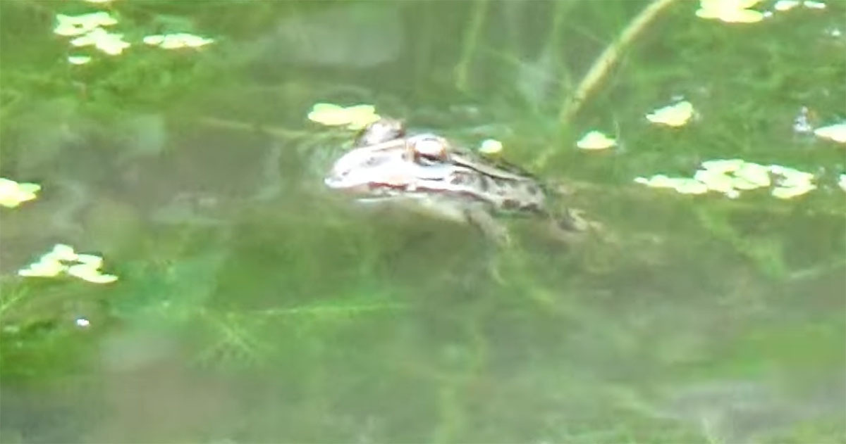 カエルの池様 池にいたカエルが水面に浮上→目の前に“最恐ヘビ”が…… 息をのむ光景に