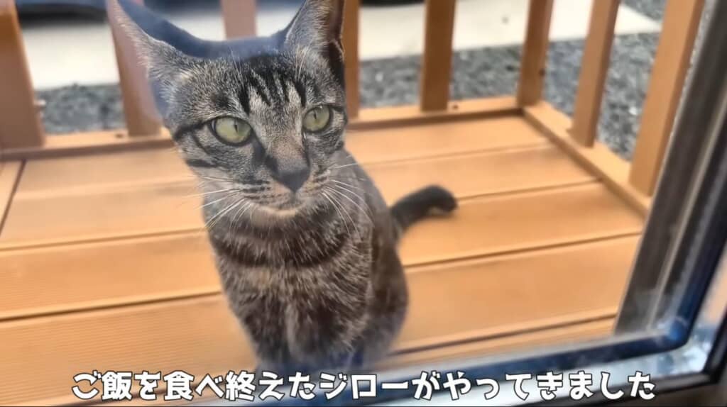 毎日うちの中をのぞきに来る地域猫
