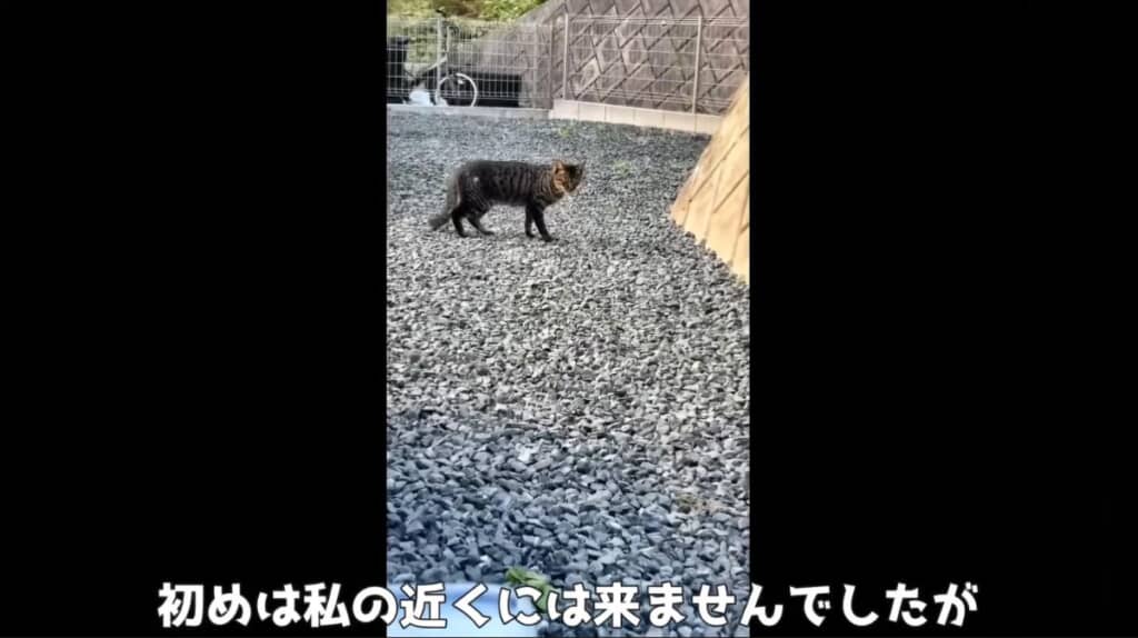 出会ったころは、人に近寄って来ませんでした