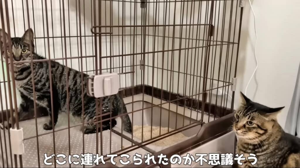 逃走を試みるジローくん