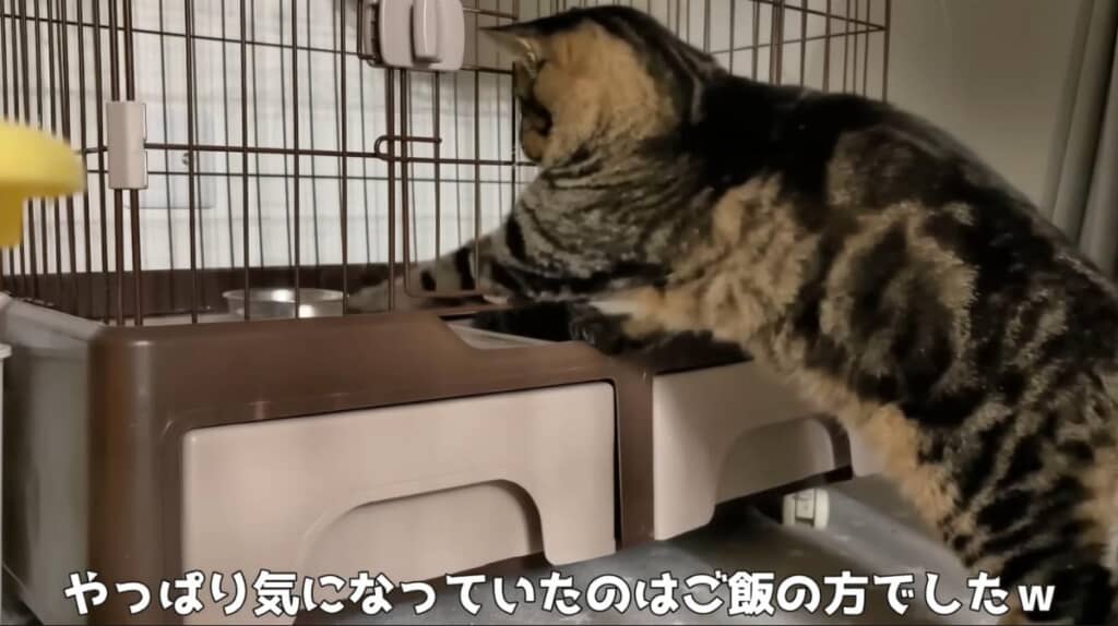 ジローくんのごはんを狙っていました