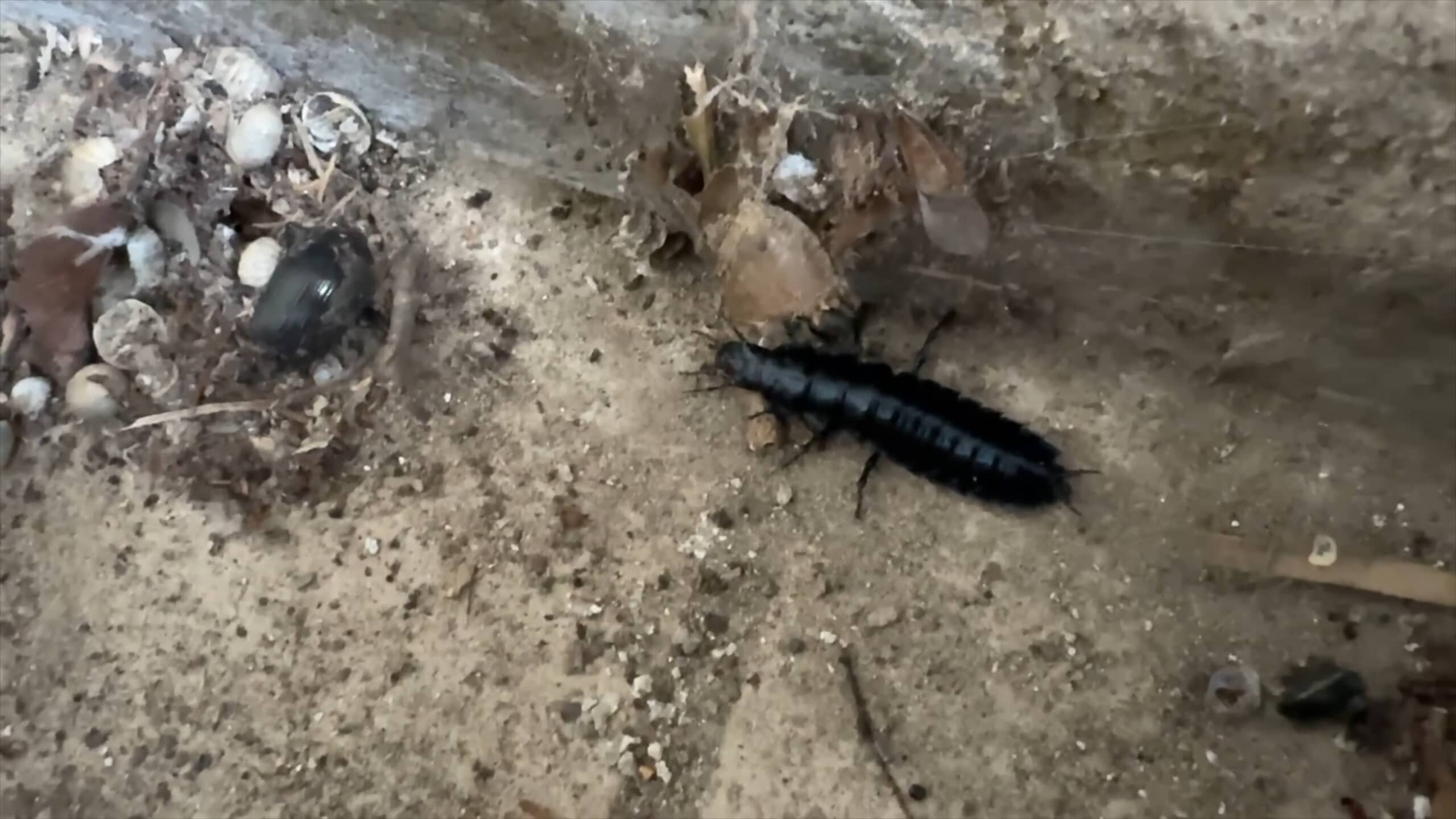 庭で拾った“真っ黒な幼虫”を羽化するまで育てたら……「ポケモンの進化と同じ感動」「すげぇ」成虫の姿に反響（1/3） | その他生き物 ねとらぼ