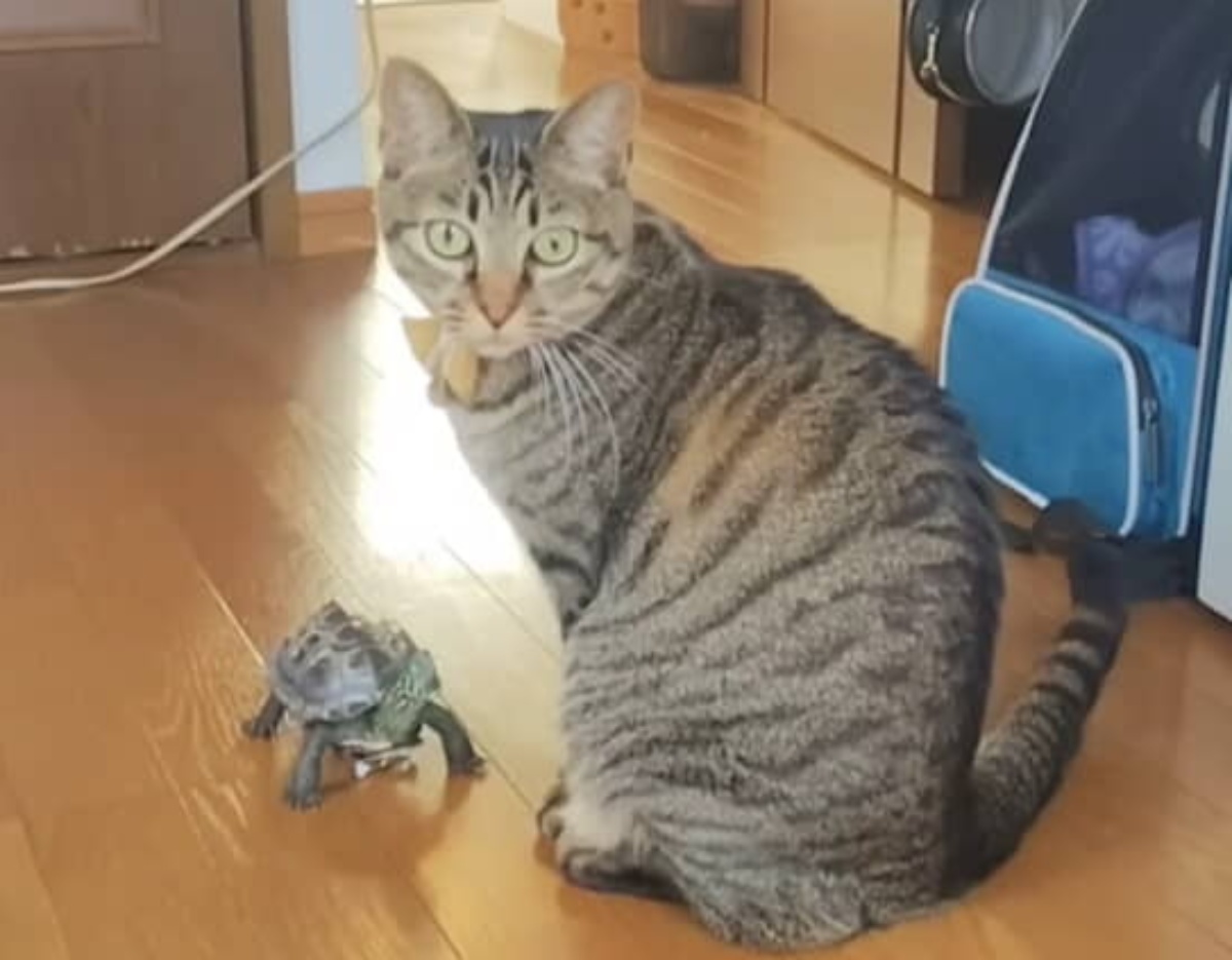 大好きな猫と遊ぶカメ→猫にタッチされると……　推しに触れられたカメの“ありえない行動”に「初めて見た（笑）」「凄すぎます」（1/3） | 動物 ねとらぼ