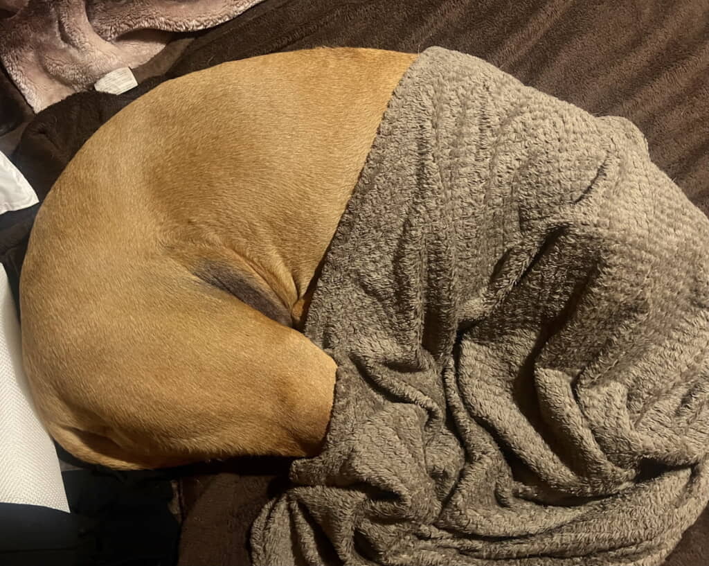 まるでドーナツのように丸くなるアギトちゃん