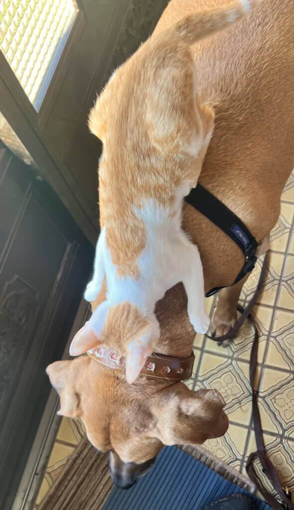 アギトちゃん「よし、散歩行くか」マザリアンちゃん「ｲｸｶ!」