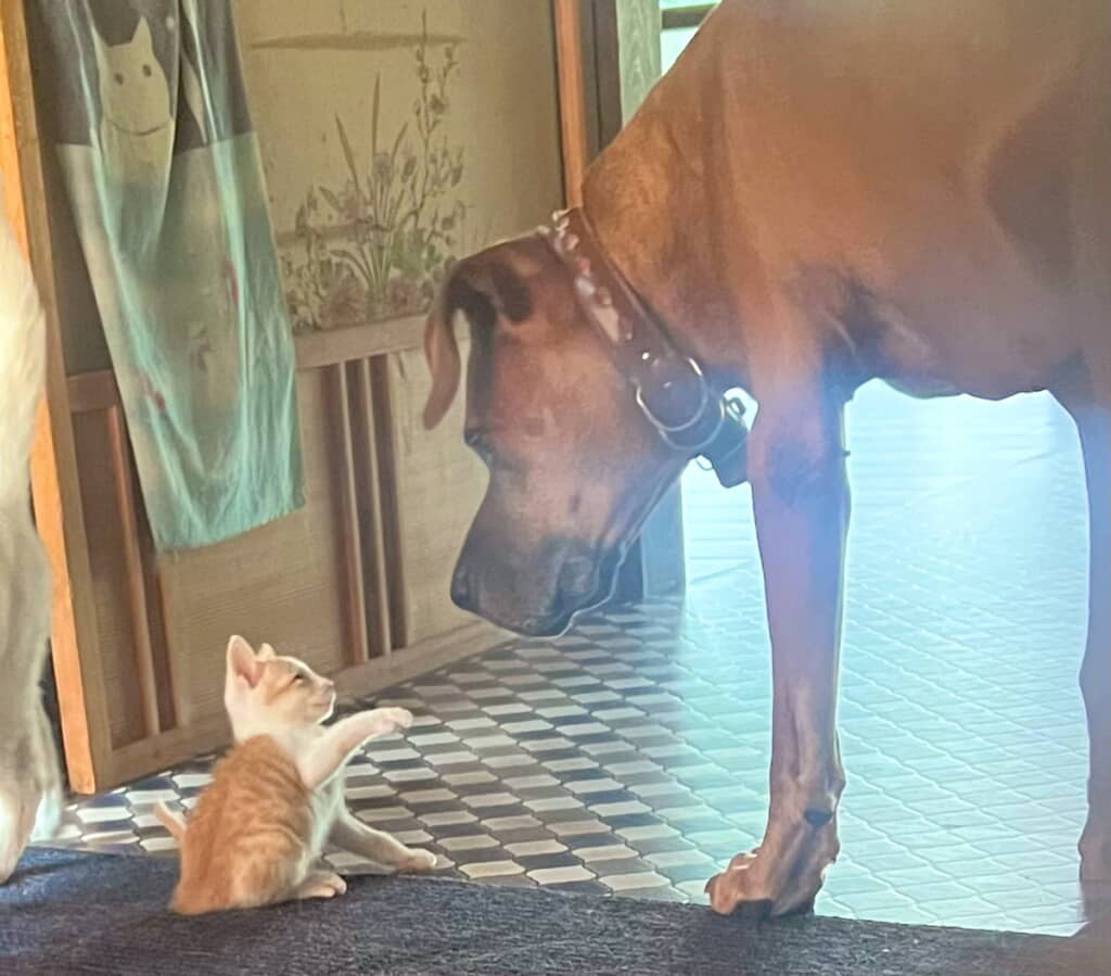 優しいアギトちゃん