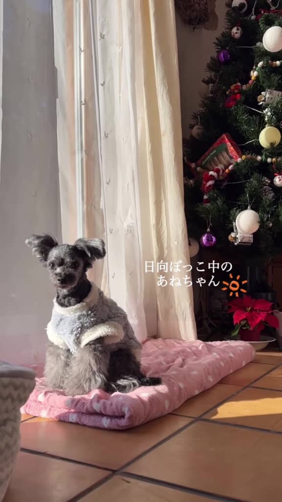 日向ぼっこする犬のあねちゃん