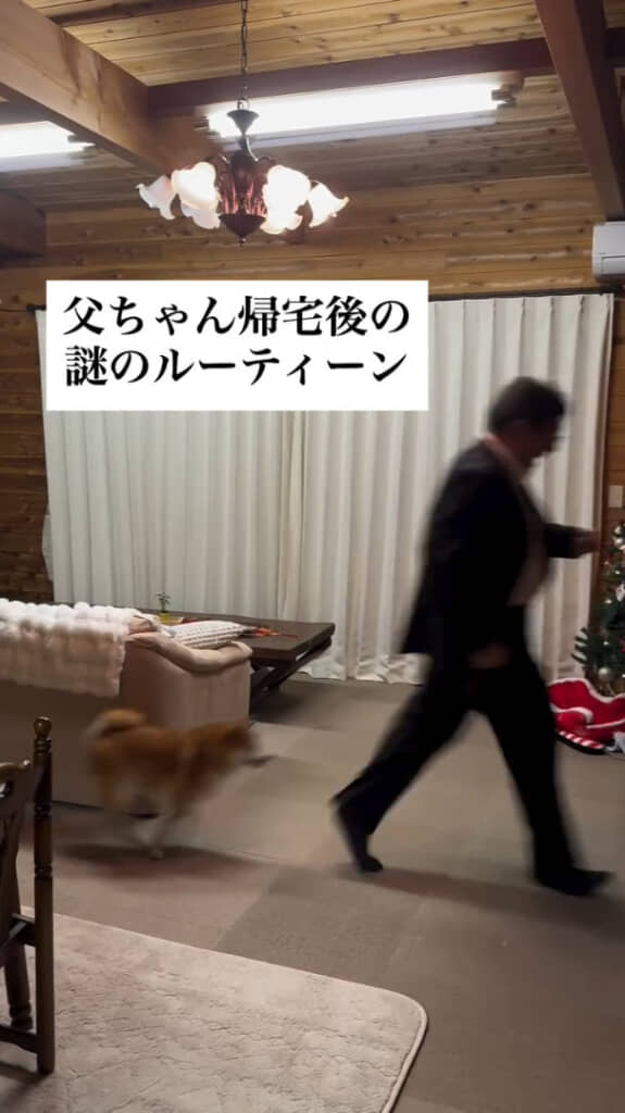 梅ちゃんとの追いかけっこがルーティンとは……ほほ笑ましい！