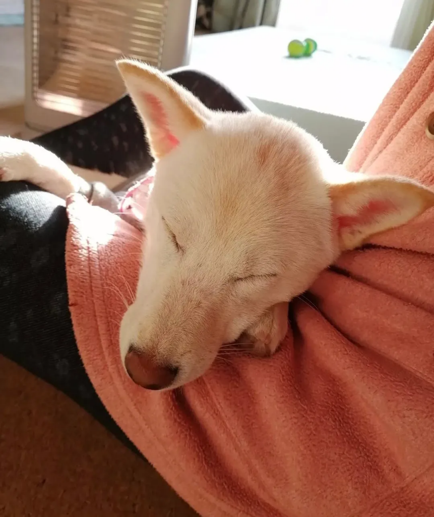 ママの腕の中でスヤスヤ……
