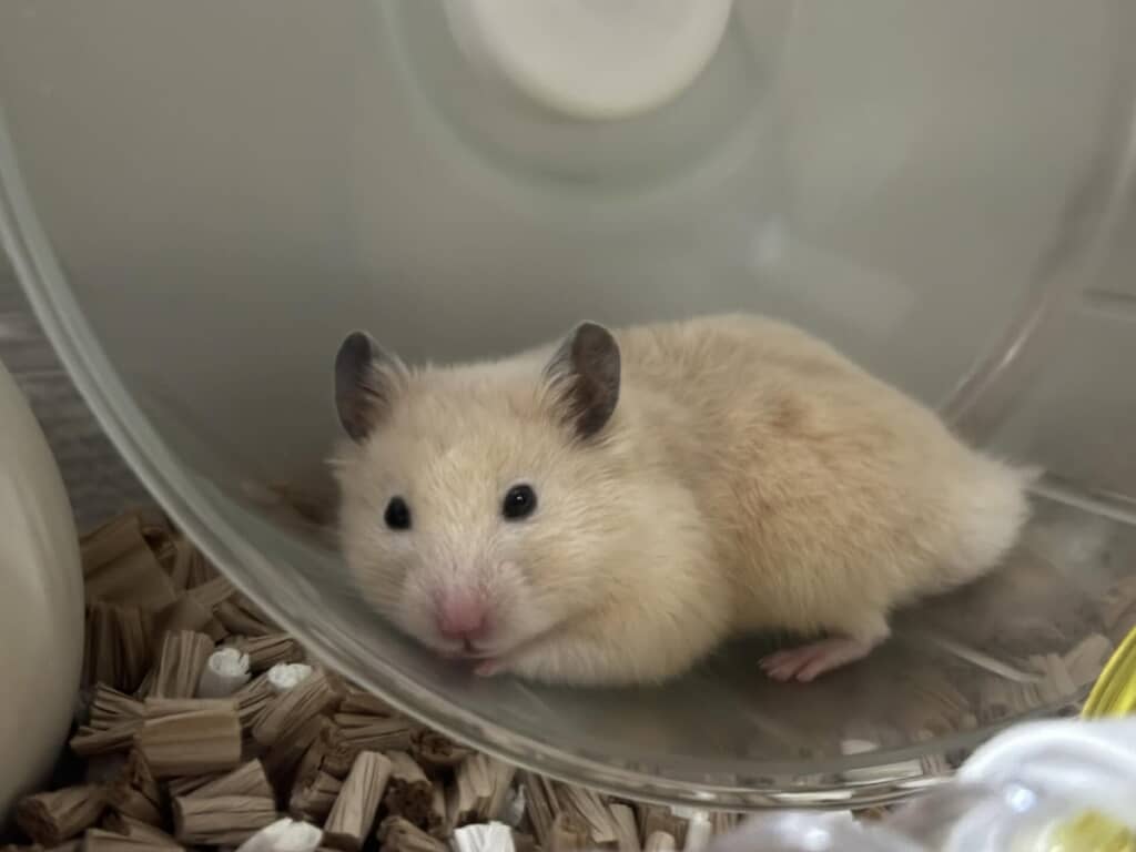 モデルとなったICHIMURAさんのハムスター
