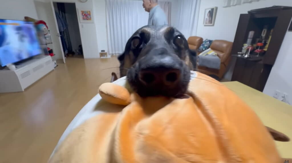 ぬいぐるみで飼い主さんを熱烈歓迎！