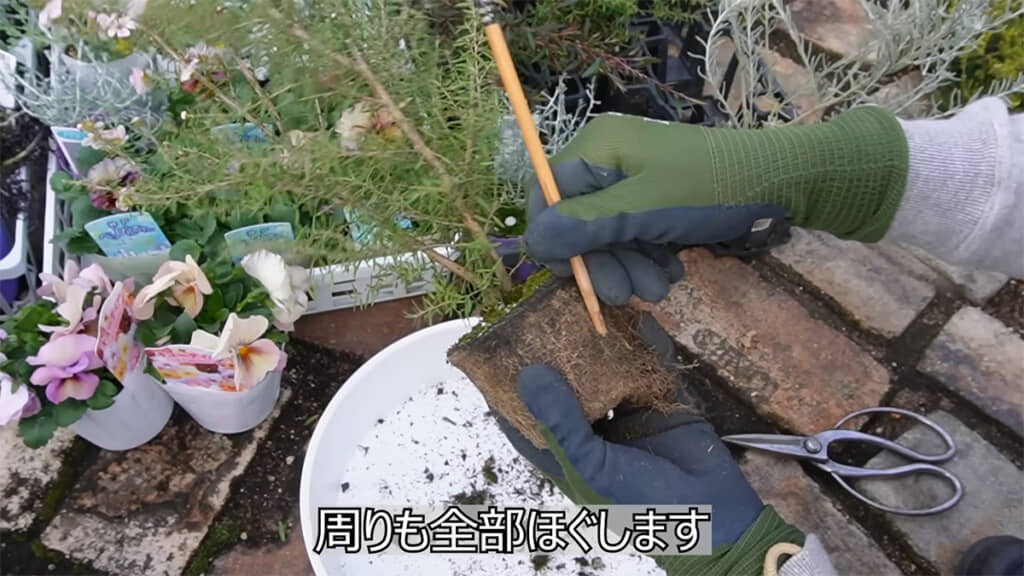 植える際は土のコケを取り除き、根を適宜ほぐします