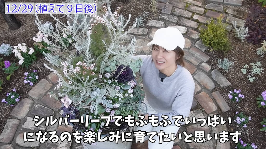 もふもふでいっぱいの寄せ植えになる日が楽しみですね