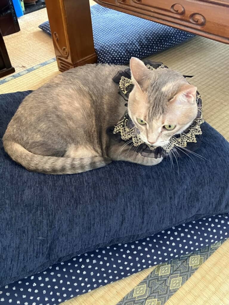 彫刻と同じ体勢で寛ぐ本物のターさん