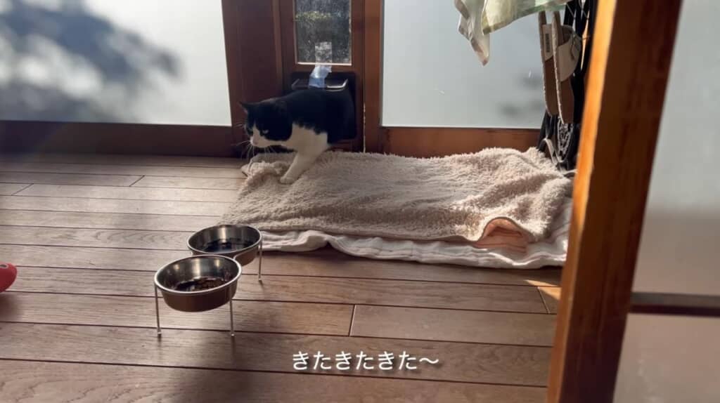 猫用ドアから入って来るにゃん