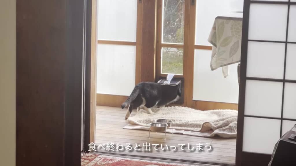 しかし、ごはんを食べ終わるとすぐに外へ
