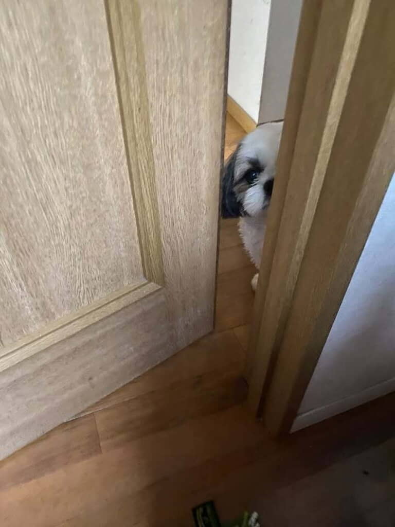 叔父が来て様子をうかがっていたときのあおくん「画像は投稿者（oddeye_shihtzu）さん提供」