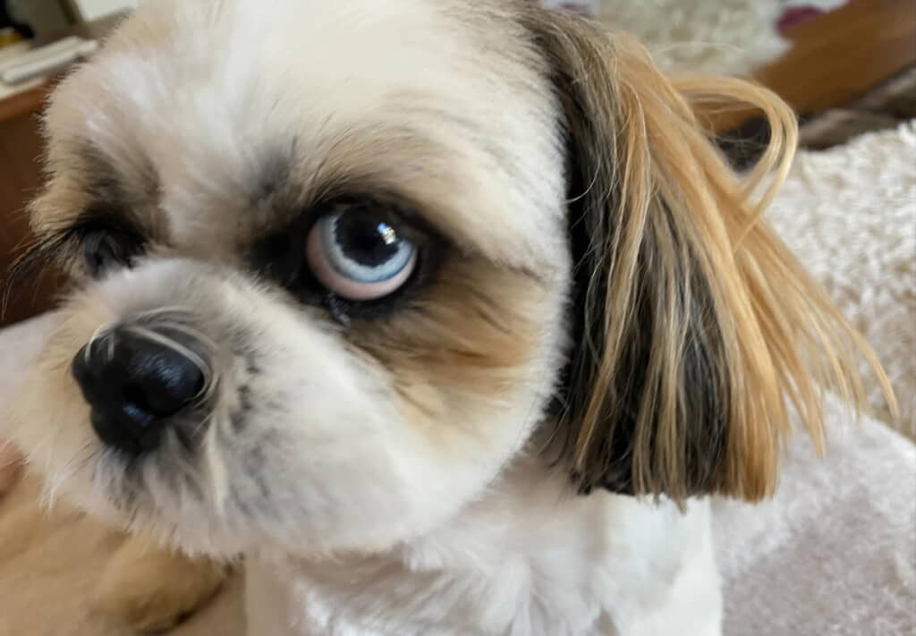 きれいなオッドアイ