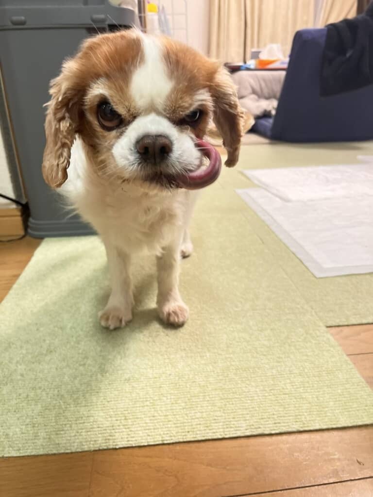 どう見ても悪役顔！