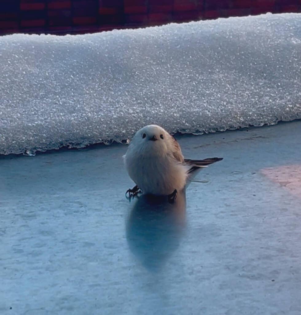 中島公園で出会ったシマエナガ