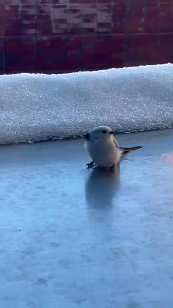 あたりをキョロキョロと見回しています