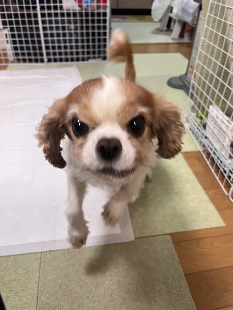 悪そうな顔とのギャップ