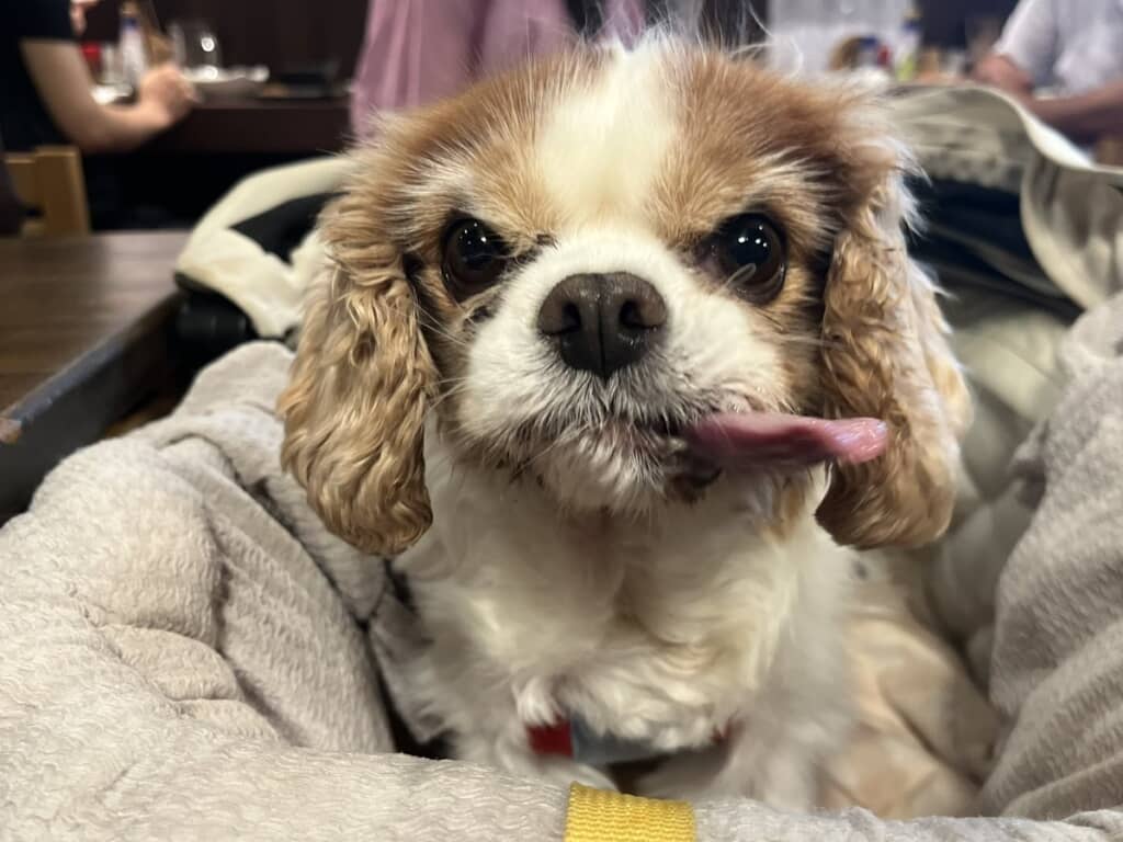 舌だけはよく出てしまうまあるちゃん